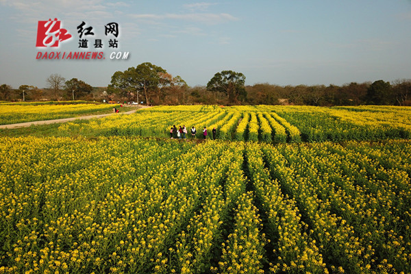 道县两河口千亩油菜花盛开（组图）