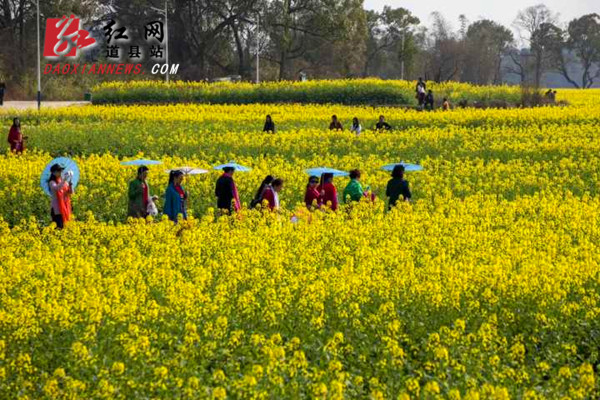 道县两河口千亩油菜花盛开（组图）