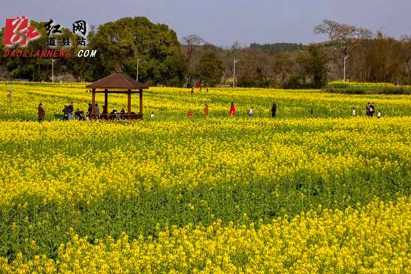 道县两河口千亩油菜花盛开（组图）