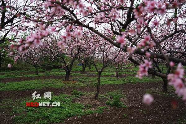 雨中桃花岛（组图）