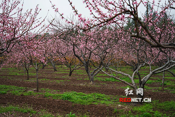 雨中桃花岛（组图）