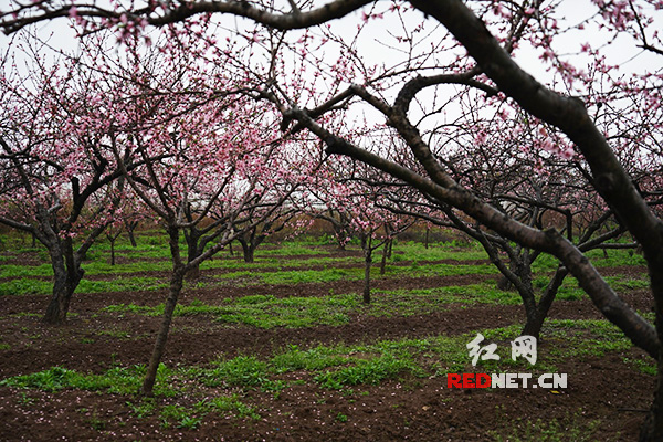 雨中桃花岛（组图）