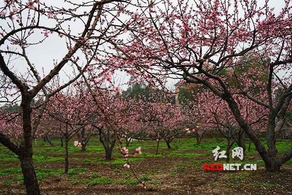 雨中桃花岛（组图）