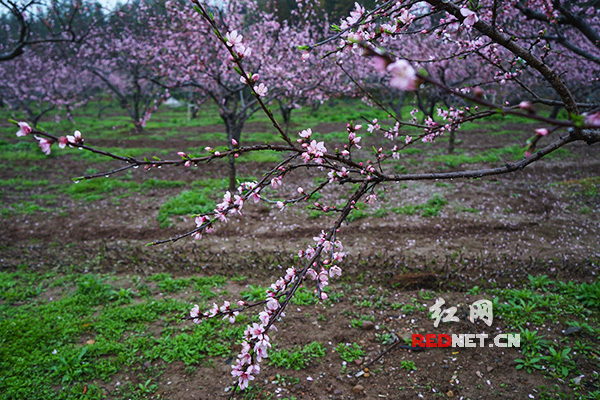 雨中桃花岛（组图）