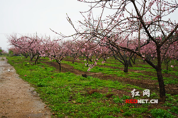 雨中桃花岛（组图）