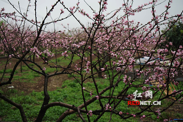 雨中桃花岛（组图）