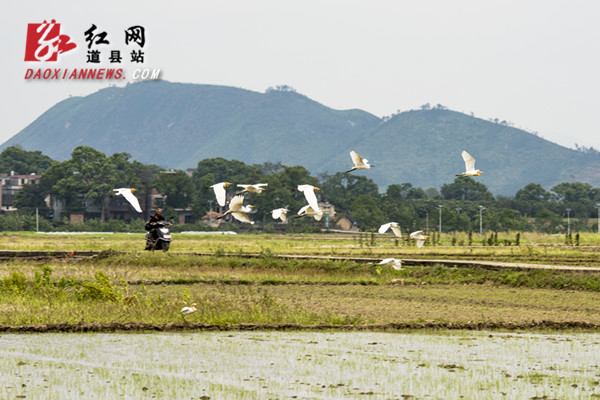 道县：自然和谐生态美 楼田村前白鹭飞