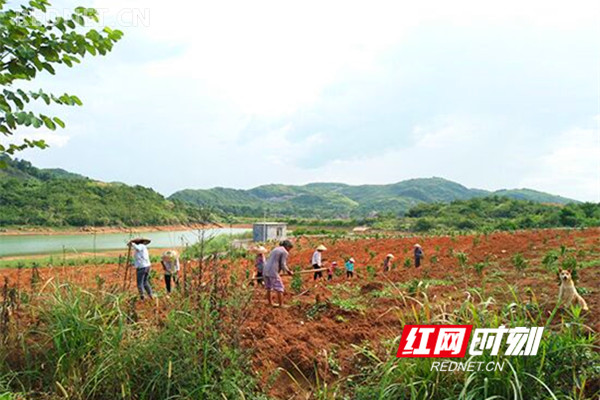 江华：三万余亩特色种植基地领跑脱贫攻坚