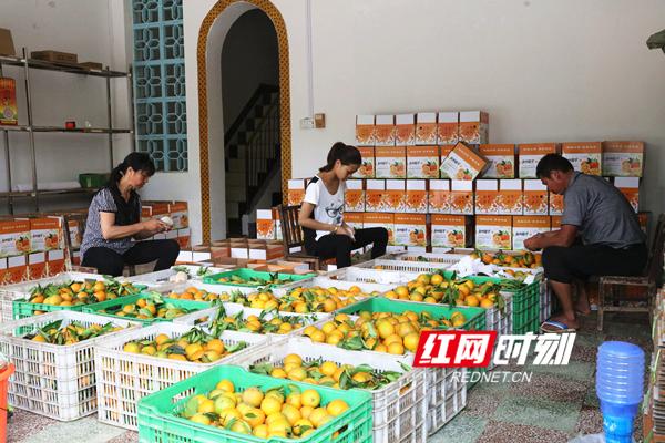 “江永夏橙”成功申报地理标志证明商标