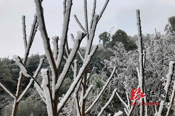 道县：惊现雾凇奇观 玉树琼枝晶莹剔透