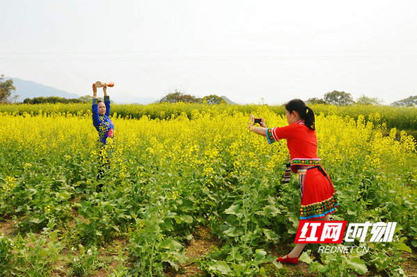 江华：油菜花开金灿灿