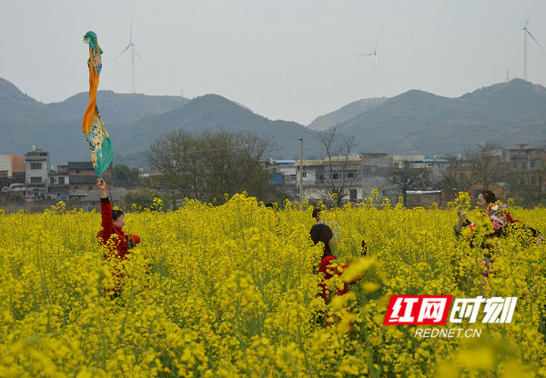 江华：油菜花开金灿灿