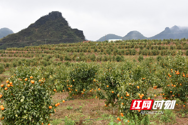 颖群生态农场总面积为1200亩，一期开发种植沃柑、红肉脐橙、W默科特为主。.jpg