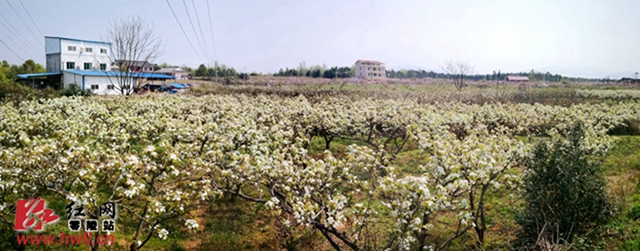 零陵：甸尾头花海惹人醉