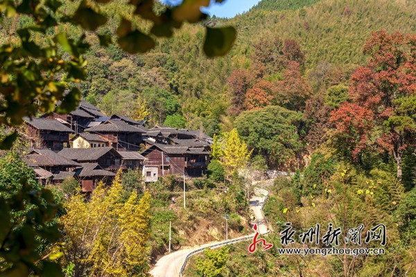 2019年11月14日，湖南永州市东安县川岩乡上界头村乐子冲古寨进入最佳观赏期，绯红枫叶、金黄银杏、翠绿竹林与挂壁上的吊脚木楼交相辉映，构成一幅多彩油画卷。_副本.jpg