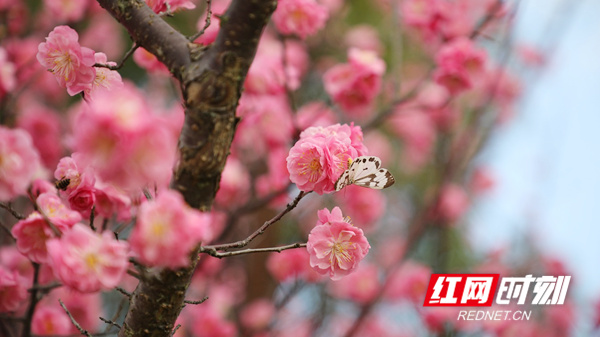 梅花开百花之先，独天下而春，给大地带来一片生机勃勃、春意盎然的景象，向人们传递着春的气息。（蒋军君）