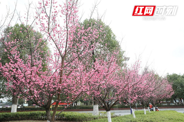 梅花开百花之先，独天下而春，给大地带来一片生机勃勃、春意盎然的景象，向人们传递着春的气息。（蒋军君）