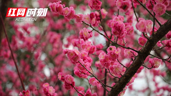 梅花开百花之先，独天下而春，给大地带来一片生机勃勃、春意盎然的景象，向人们传递着春的气息。（蒋军君）