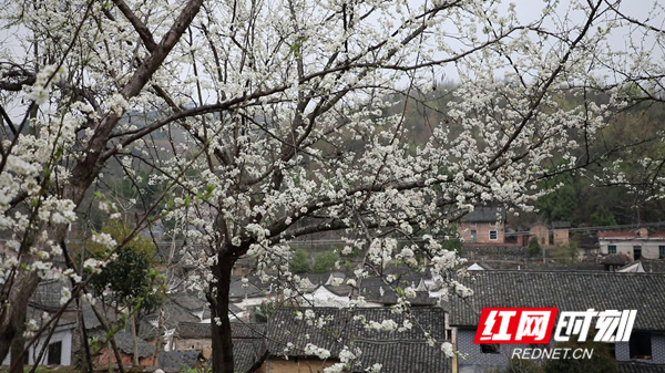 连日来，湖南省永州市新田县龙家大院周围各种各样的鲜花迎春绽放，一朵朵娇艳的花朵与古朴的民居交相辉映，美不胜收，为这座古村增添了一道靓丽的风景。（新田融媒记者 蒋军君）