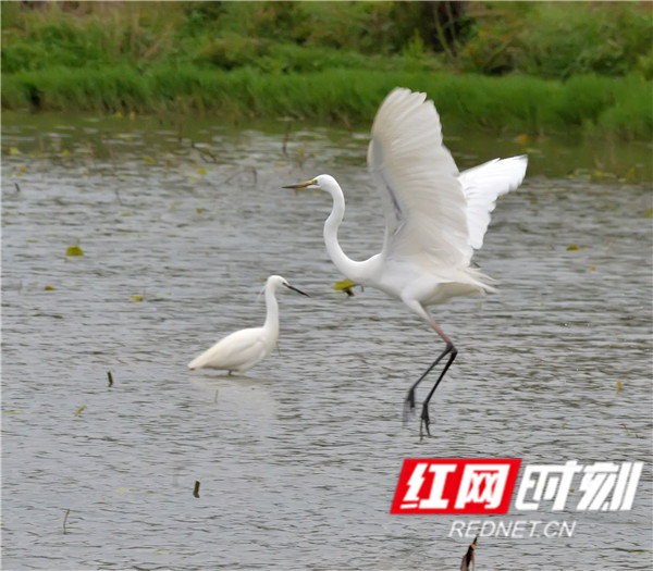 清明节来临，气温抬升雨水多，正是鸟儿最欢乐的时期。4月1日，在永州江永县田野里一群白鹭正在觅食，它们或群起群飞、或成双成对、或独享自由，给春日的江永增添了勃勃生机。（黄海）