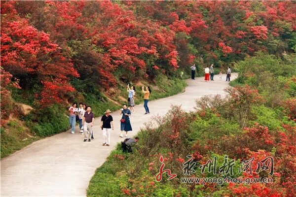 双牌阳明山杜鹃花海吸引大量游客.jpg