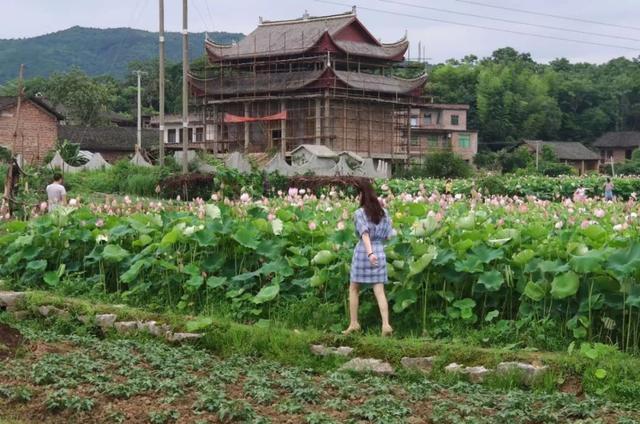 祁阳有一个元家庙村的地方，夏日荷花别样红