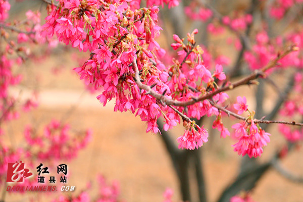 红网时刻永州2月3日讯（通讯员 蒋晓国）连日来，位于道县蚣坝镇兴桥村樱花庄园的200亩约3000株红樱烂漫绽放，处处鸟语花香，春意盎然，吸引众多游客前来赏花。