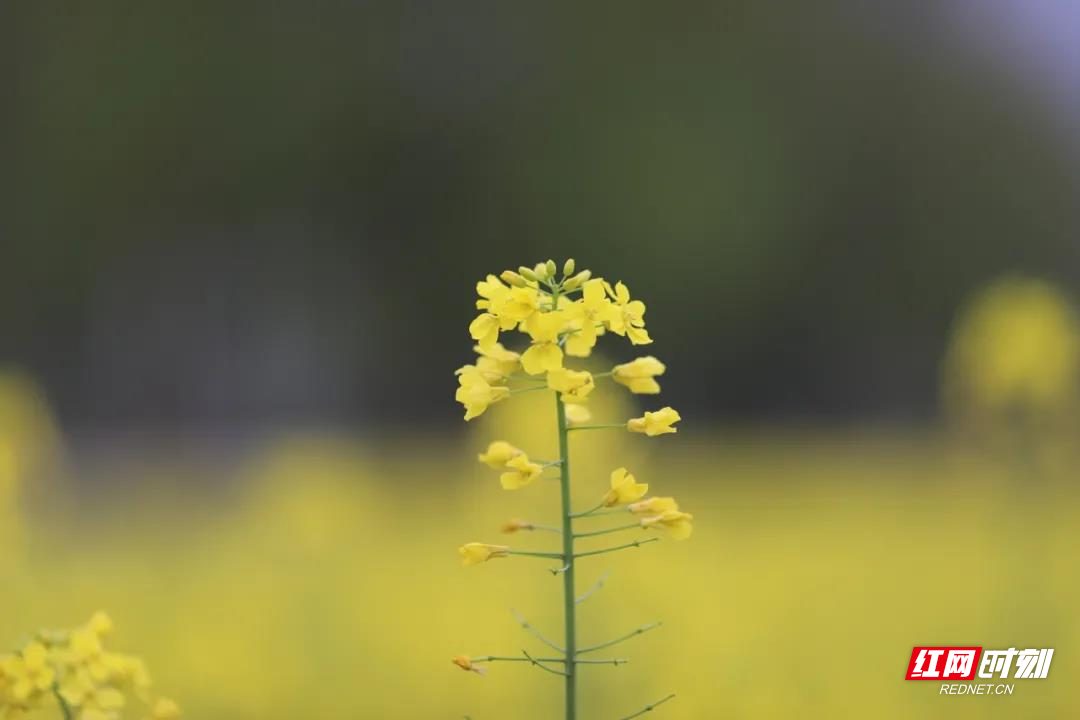 红网时刻永州3月8日讯（通讯员 陈斌 单建华）春天的周家大院如诗似画，乡村旅游焕发勃勃生机。许多游客趁着这春天的好天气，来周家大院踏青赏花，领略大自然的绝美，感受田野恬静和芬芳，同时也为了一睹周家大院明清古建筑群的气势和宏伟壮观，接受濂溪文化、孝道文化和理学思想的熏陶。