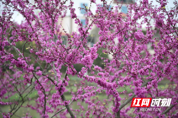 红网时刻3月9日讯（新田融媒记者 蒋军君）近日，在湖南省新田县的乡野里，不少紫荆悄然开花，丛丛枝条满是紫红色花束，在雨水的洗涤下更加清丽脱俗，让乡野沉醉在紫色梦幻世界之中。