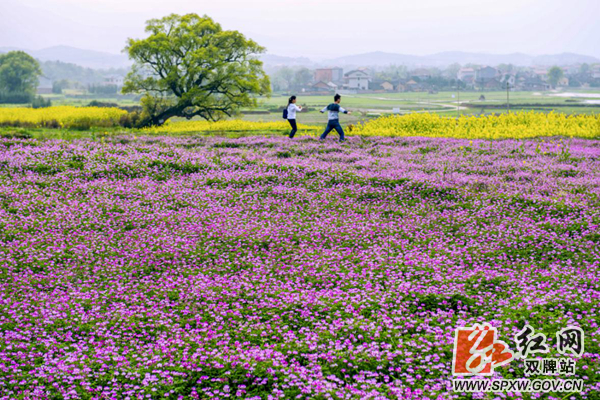 油菜花_副本0_副本.jpg