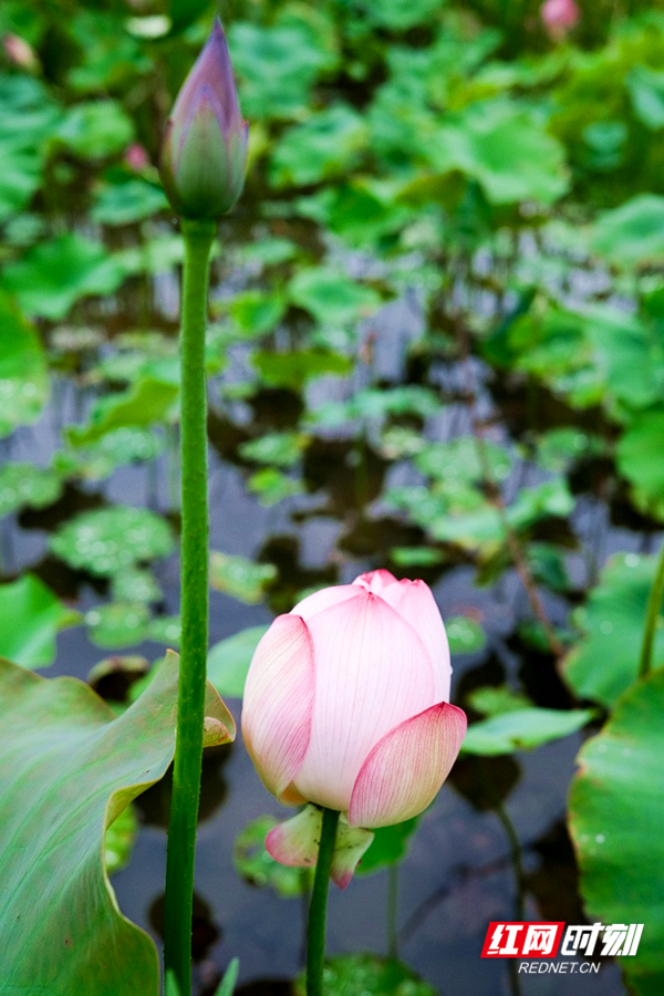 çº¢ç½æ¶å»æ°¸å·5æ25æ¥è®¯ï¼éè®¯å æ¢å©ï¼â5æ24æ¥ï¼æ¹åçæ°¸å·å¸èå±±å¿å¡å³°éæ©ç¦¾æ´æè·ç°ï¼åå¼çå¤è·ç¹ç¼äºç¿ ç»¿çè·ç°ï¼ä½¿æ²é·çå¤å­£é¡¿æ¶åå¾æ¸ä¸½è±ä¿ãéµå³æ ç©·ã