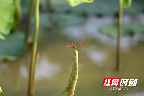 çº¢ç½æ¶å»7æ17æ¥è®¯ï¼éè®¯å æ¢å©ï¼7æ17æ¥æ¸æ¨ï¼æ¹åçæ°¸å·å¸èå±±å¿å¡å³°éé·å®¶å²­æè·ç°ï¼è·å¶æ¨æ¨æ¤æ¤ãæ»¡ç®çç»¿ï¼è·è±è¢è¢å¨å¨ãäº­äº­çç«ï¼å æ¡ååèéçé¦é²¤æµæå°å¨è²é´å¬æï¼è°ç®çè»èå¨å¦è³çè·è±é´è¿½éï¼æ¶èå®ä»¬ç«äºè·å°ï¼ç¯è§äºè·å­ï¼æ´ä¸ªæ¸æ¨ä¹é¡¿æ¶æ´å æ¬æãå®éã