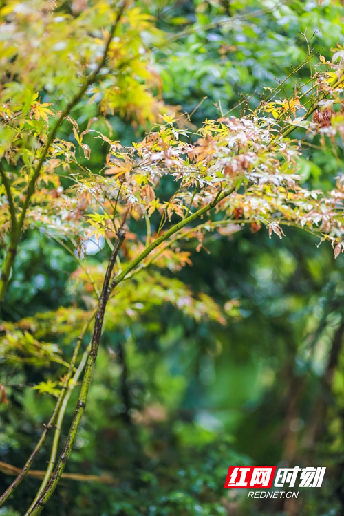 çº¢ç½æ¶å»10æ13æ¥è®¯ï¼éè®¯å å½­åï¼ç§é¨è½ï¼å¶æ¸é»ã10æ13æ¥ï¼æ·±ç§æ¶èçæ¹åçæ°¸å·å¸èå±±å¿ï¼å¤å¤æ¯ä¸å¹å«æéµå³çç§æ¥ç¾æ¯å¾ã