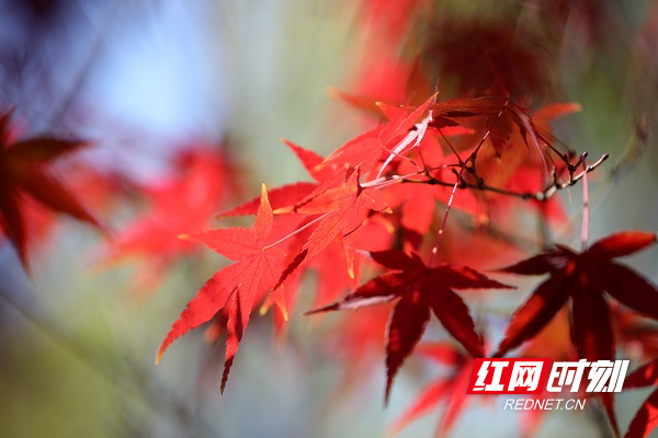 çº¢ç½æ¶å»12æ2æ¥è®¯ï¼éè®¯å èååï¼å¬æ¥æé³ï¼æ¸©æåç¦ï¼æ¹åçæ°ç°å¿åä¸ªå¬å­ãè¡éççº¢æ«ä¿ç«æå¤´ï¼é²çº¢ä¼¼ç«ï¼ä¸ºå¬å­£å¸¦æ¥äºå åç¾å¥½ãæ¶åæ­£ç¨å®çç¥å¥ä¹ç¬ï¼å°ä¸æ¹æ¹æ«å¶çº¢ç¹ç¼çåå¸çå¬å­åè¡éï¼æ¹äººæç±ã