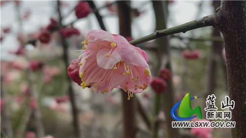 红网时刻2月24日讯（通讯员 赵彬 王艺淞）初春时节，寒意未消，蓝山县森林植物园的梅花已悄然绽放，朵朵红梅、白梅开满枝头，与植物园内的绿草树木相互映衬，勾勒出一幅别具特色的春日美景。微风吹过，淡淡的梅香扑鼻而来，让人心旷神怡，前来植物园休闲、散步的群众纷纷驻足欣赏、拍照留影，尽情感受春天的气息。