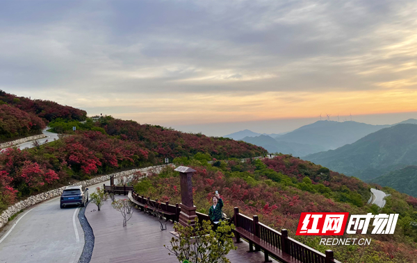 红网时刻新闻5月3日讯（通讯员 郑艳君）“五一”期间，永州市双牌县阳明山景区的杜鹃花迎来最佳观赏期。