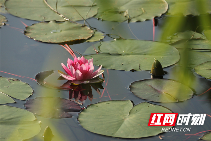 红网时刻新闻5月19日讯（通讯员 周凤连 蒋文涛）初夏时节，道县东门街道绍基公园，池塘里野生黑水鸡带着几只“小宝宝”觅食，湖中睡莲绽放，路边金鸡菊盛开，景色宜人。