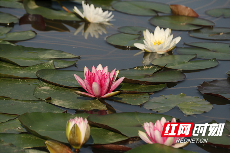 红网时刻新闻5月19日讯（通讯员 周凤连 蒋文涛）初夏时节，道县东门街道绍基公园，池塘里野生黑水鸡带着几只“小宝宝”觅食，湖中睡莲绽放，路边金鸡菊盛开，景色宜人。