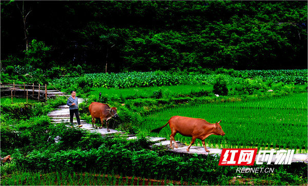 红网时刻新闻6月4日讯（通讯员 黄海）6月3日，湖南省永州市江永县夏层铺镇石枧村，暮归的耕牛和劳作回家的村民踏在弯曲的石板路上，与田园里一片片绿油油的农作物和连绵青山构成一幅优美的田园风光画卷。