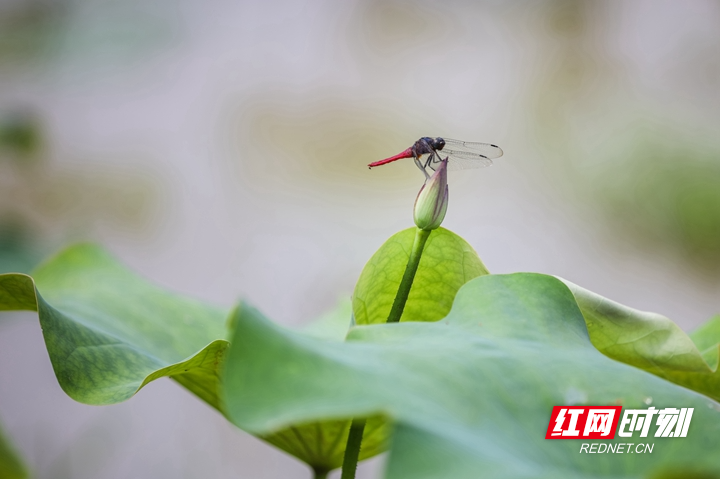 夏日荷花始盛开 (1).jpg