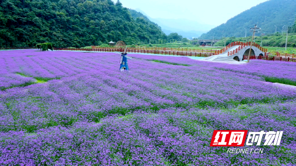 马鞭草_副本.png