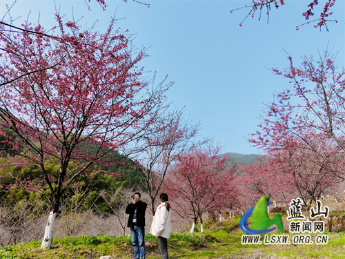 蓝山新闻网2月21日讯（通讯员 龙舒）早春二月，万物复苏，湘江源瑶族乡坪源村迎来了“第一波浪漫”，2月21日上午游客们纷纷来到蓝山谷打卡早樱。 今年最先绽放的是粉色与玫红色樱花，属于极具特色的樱花品种，花瓣有着深浅不一的颜色，花朵十分美丽，极具视觉冲击力。