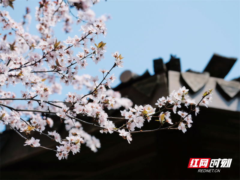 红网时刻新闻3月15日讯（通讯员 何宁馨 黄宇莹 李谌涵）阳春三月，繁花似锦。近日，湖南科技学院校园里的樱花、玉兰、紫叶李争相盛开，处处绽放春意。校园一角，同学们在花下读书闲坐、拍照打卡，青春的气息浪漫了整个校园。