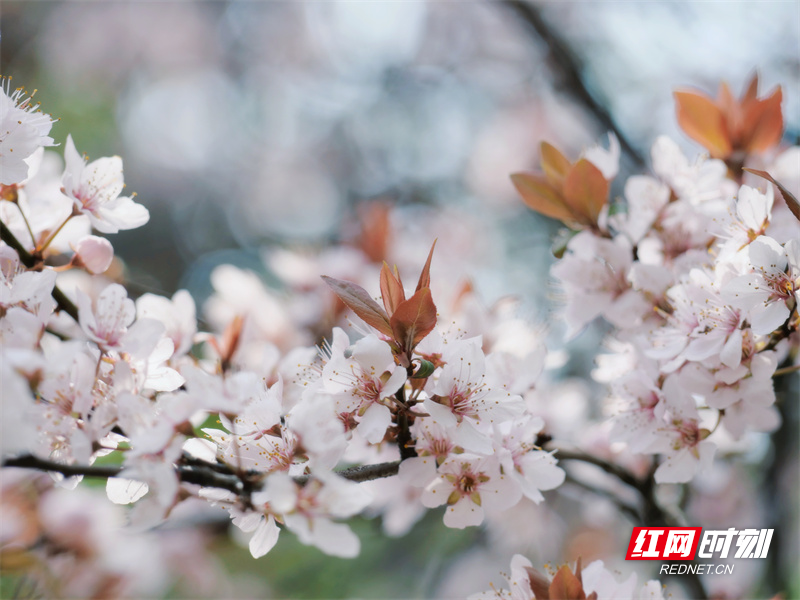 红网时刻新闻3月15日讯（通讯员 何宁馨 黄宇莹 李谌涵）阳春三月，繁花似锦。近日，湖南科技学院校园里的樱花、玉兰、紫叶李争相盛开，处处绽放春意。校园一角，同学们在花下读书闲坐、拍照打卡，青春的气息浪漫了整个校园。