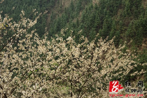 双牌县茶林镇近千亩山樱花盛情绽放