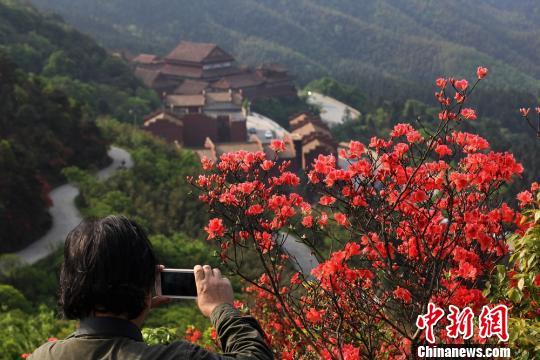 湖南永州阳明山近10万亩野生杜鹃醉游人