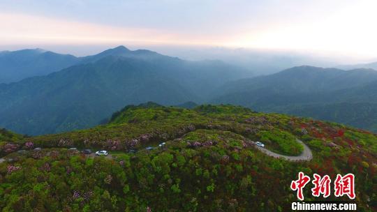 湖南永州阳明山近10万亩野生杜鹃醉游人