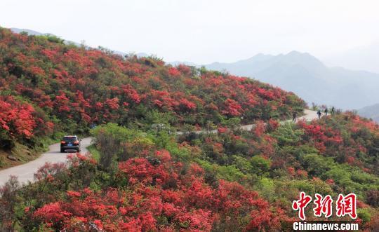 湖南永州阳明山近10万亩野生杜鹃醉游人