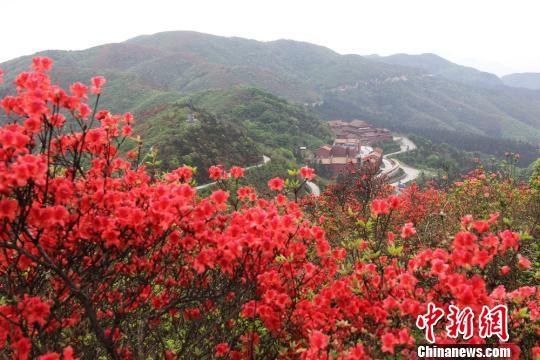 湖南永州阳明山近10万亩野生杜鹃醉游人