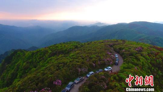 湖南永州阳明山近10万亩野生杜鹃醉游人